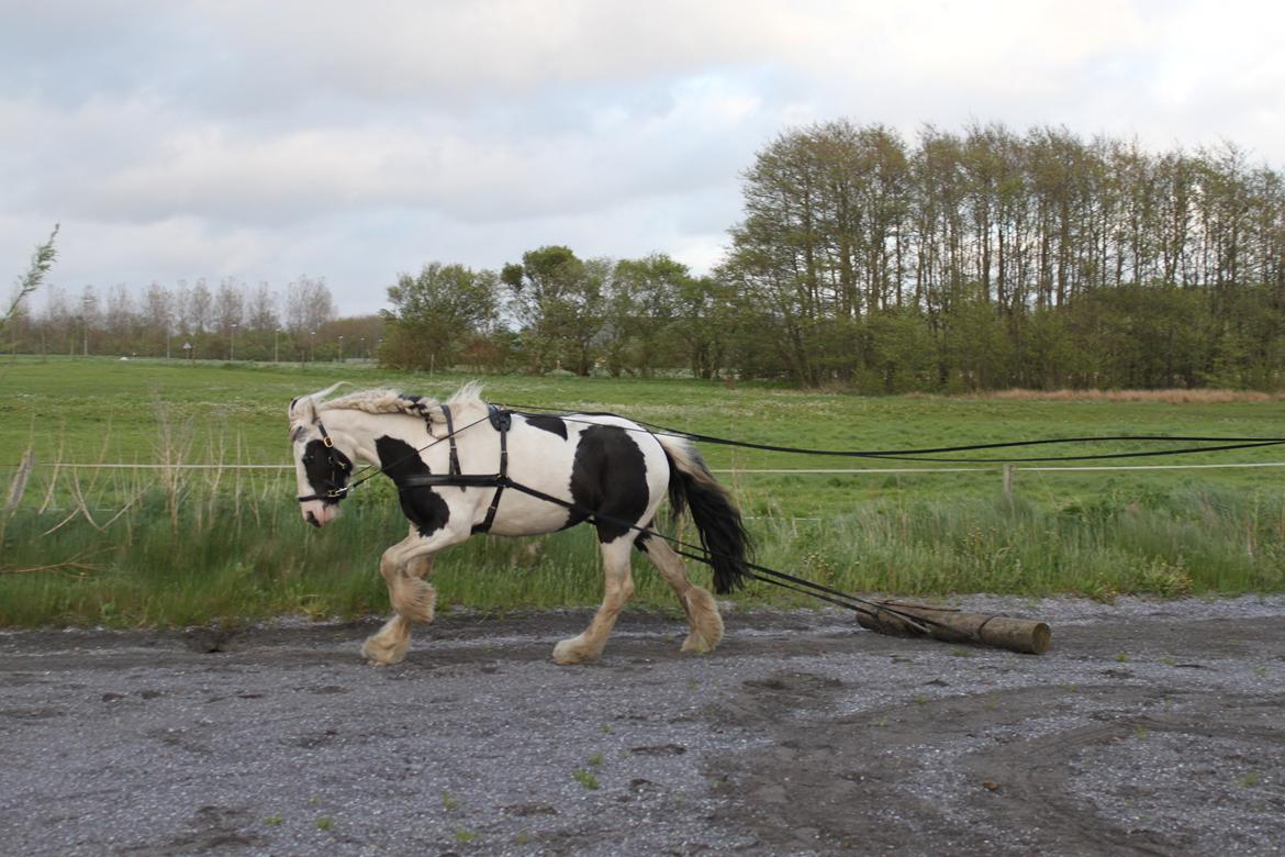 Irish Cob Willow Of Titans billede 36