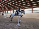 Irsk Sportspony Lady jump