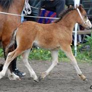 Welsh Mountain (sec A) Gribsvads Josefine