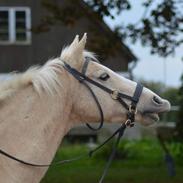 Welsh Partbred (Sec F) Aastrupgaards Golden Eminent