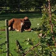 Dansk Varmblod Søndergård´s wicky