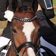 Anden særlig race Kasper - A-pony! <3