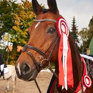 Dansk Varmblod Lianos P