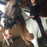 Pinto Royal kasminas tiggi