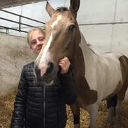 Pinto Royal kasminas tiggi