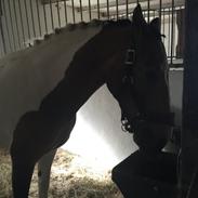 Pinto Royal kasminas tiggi