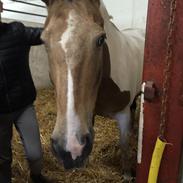 Pinto Royal kasminas tiggi