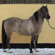 Anden særlig race Bertha