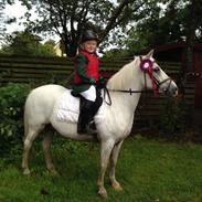 Anden særlig race Pento