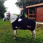 Anden særlig race Pento