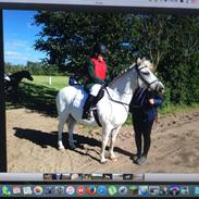 Anden særlig race Pento