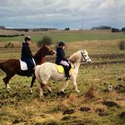 Anden særlig race Pento