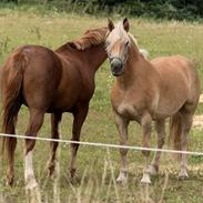 Haflinger Vestervangs asterix