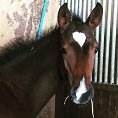 Dansk Varmblod Alexa ax