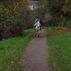 Anden særlig race Sugar Babe