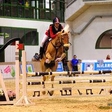 Haflinger Bella i cypressegård