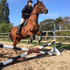 Dansk Varmblod Mon Cheri