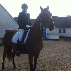 Dansk Varmblod Mon Cheri