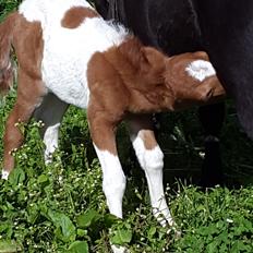 Miniature RS Mana Jewel (solgt)