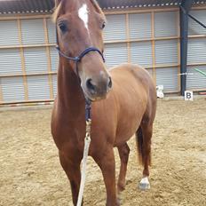 Welsh Partbred (Sec F) Meadows Red Ribbon