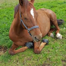Welsh Partbred (Sec F) Meadows Red Ribbon