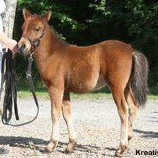 Knabstrupper Meicas Lala