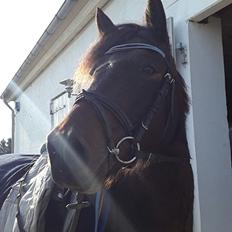 Knabstrupper Meicas Lala