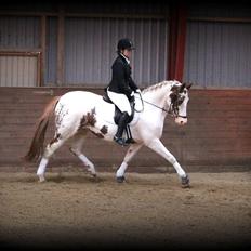 Anden særlig race Chamieka