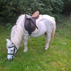 Anden særlig race Marco