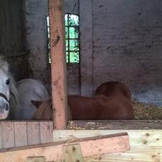 Anden særlig race Marco