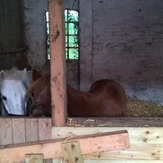 Anden særlig race Marco