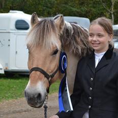 Fjordhest Prins