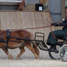 Shetlænder Namilla Brøis