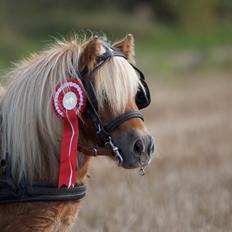 Shetlænder Namilla Brøis