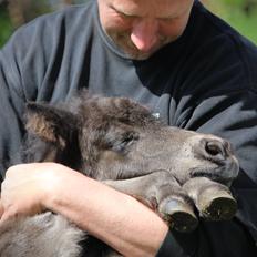 Shetlænder Trinhedegaards Olympia