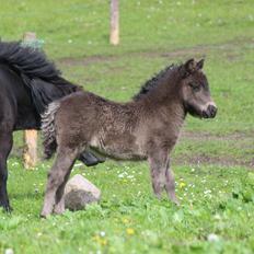 Shetlænder Trinhedegaards Olympia