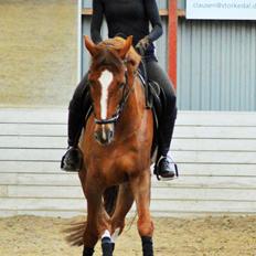 Tysk Oldenburger Lifestyle