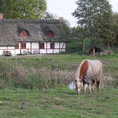 Haflinger Eddali