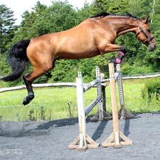 Dansk Varmblod Rotterdam's twinsister