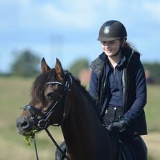 Welsh Cob (sec D) Fronerthig Revolution *A-pony*