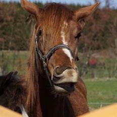 Dansk Varmblod Nørrehedens Rock On Pari