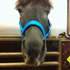 Anden særlig race Trille (opr. Innocent Girl) Tidl. Part