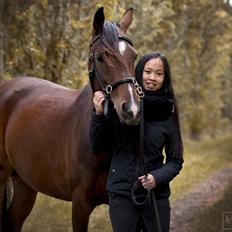 Pinto Araber Højgårds Quesada