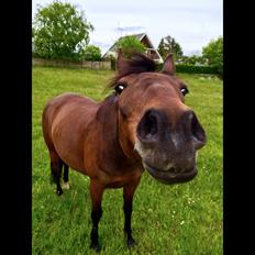 Anden særlig race Dücell