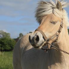 Fjordhest Hlif Godthaab