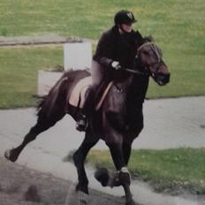 Traver Havanna Sisu (pusle)