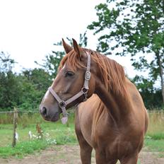 Dansk Varmblod Nørrehedens Rock On Pari