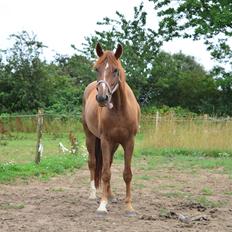 Dansk Varmblod Nørrehedens Rock On Pari