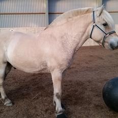 Fjordhest Ågerupgårds Utzon