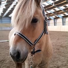 Fjordhest Ågerupgårds Utzon
